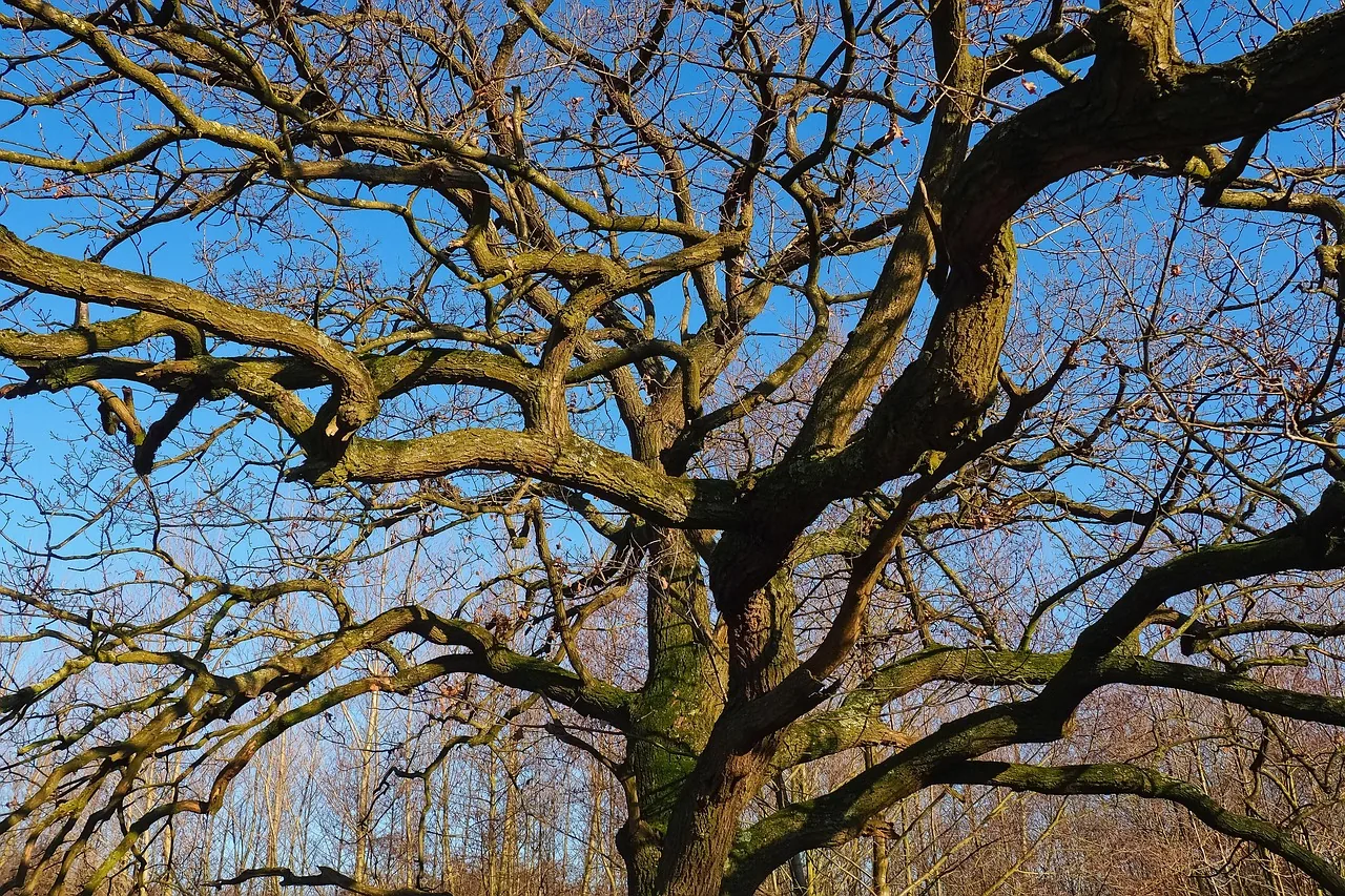 Ein kahler, knorriger Baum vor blauem Himmel