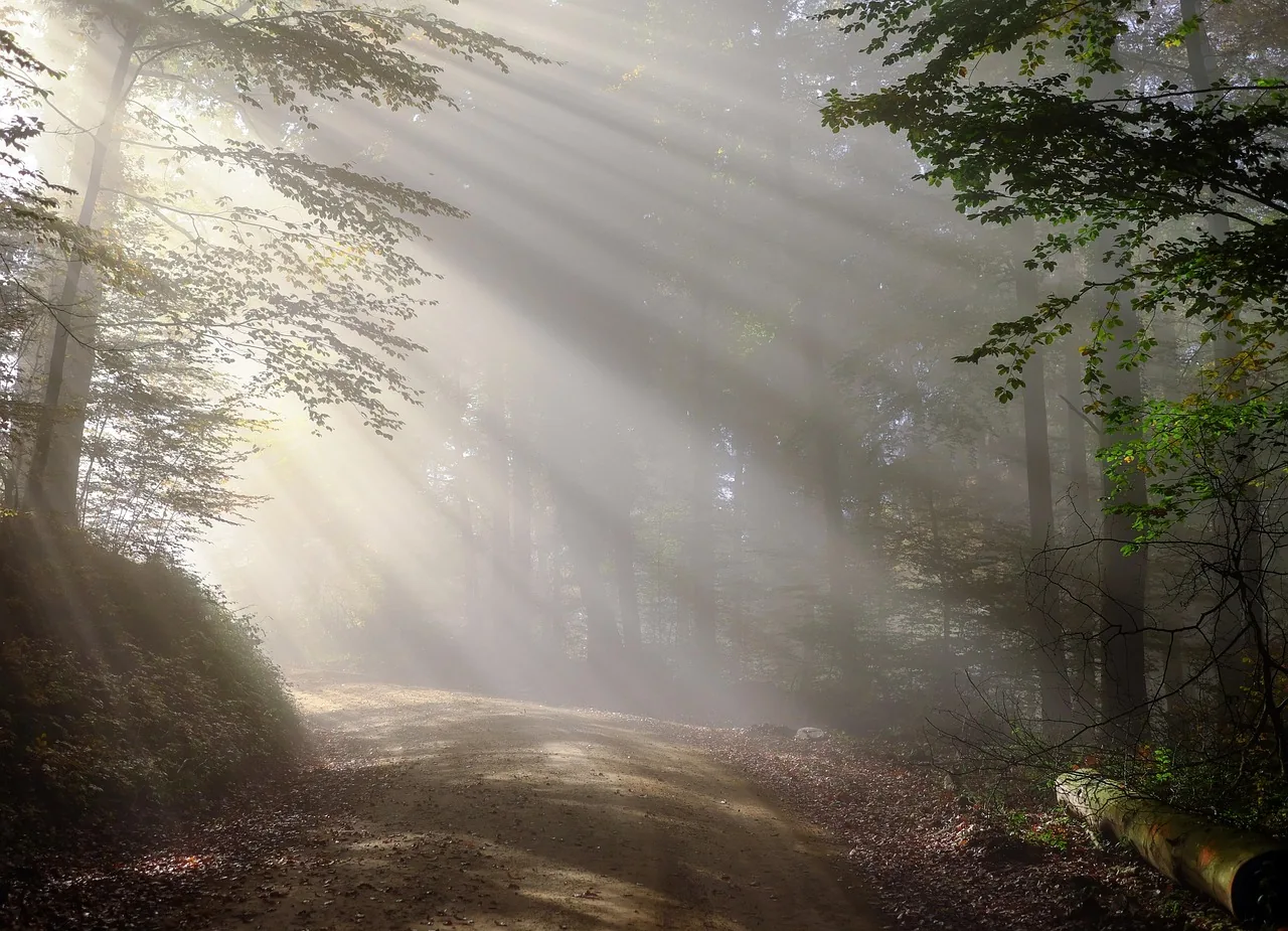 Sonnenstrahlen brechen durch Nebel ueber einem Waldweg