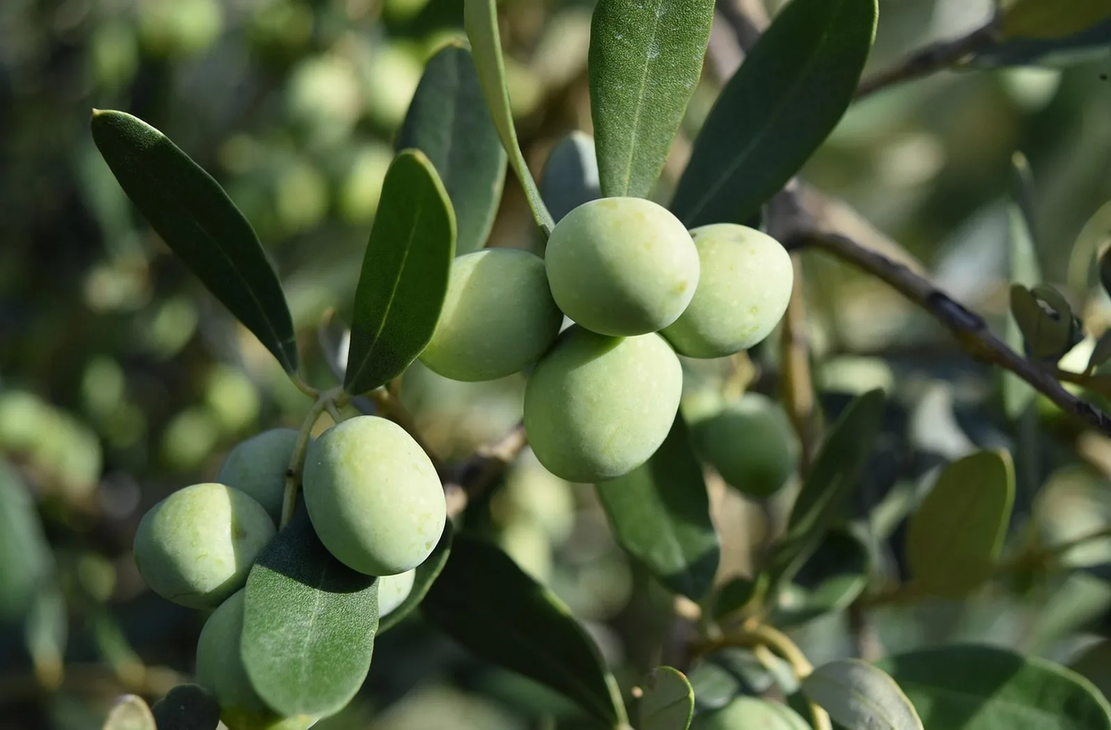 Olivenhain im Morgenlicht, mediterrane Landschaft