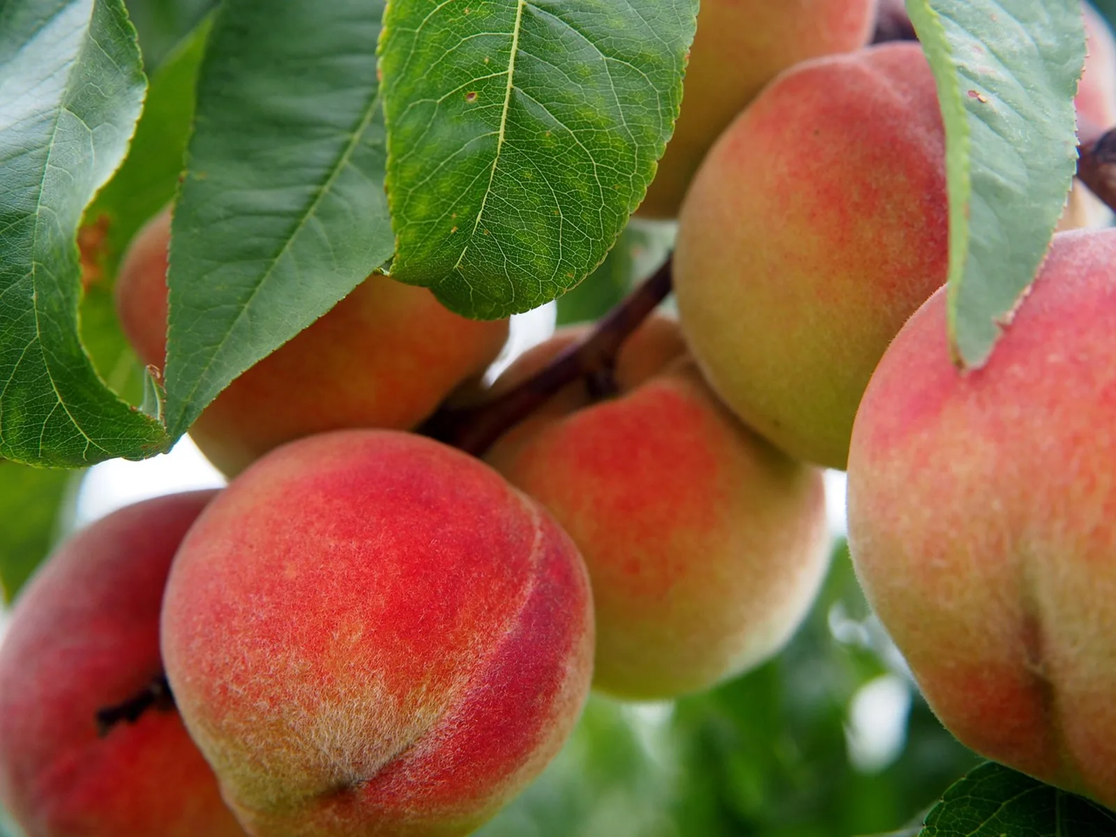Reife Fruechte am Baum