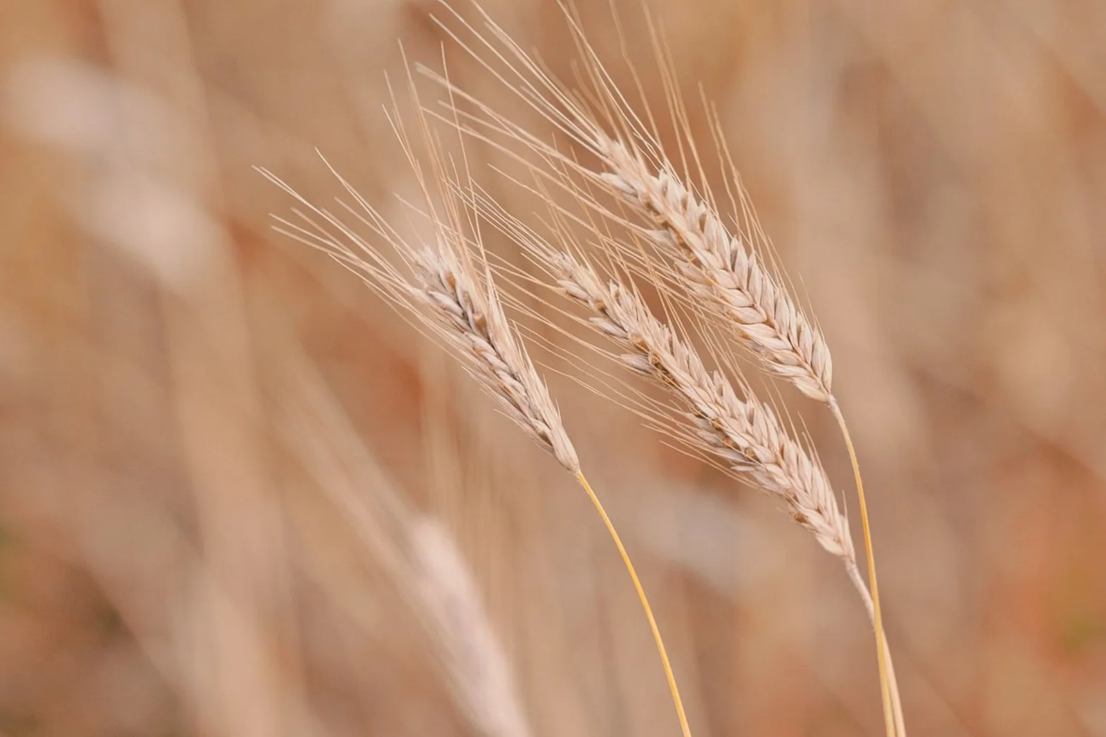 Reife Weizenaehren im Feld