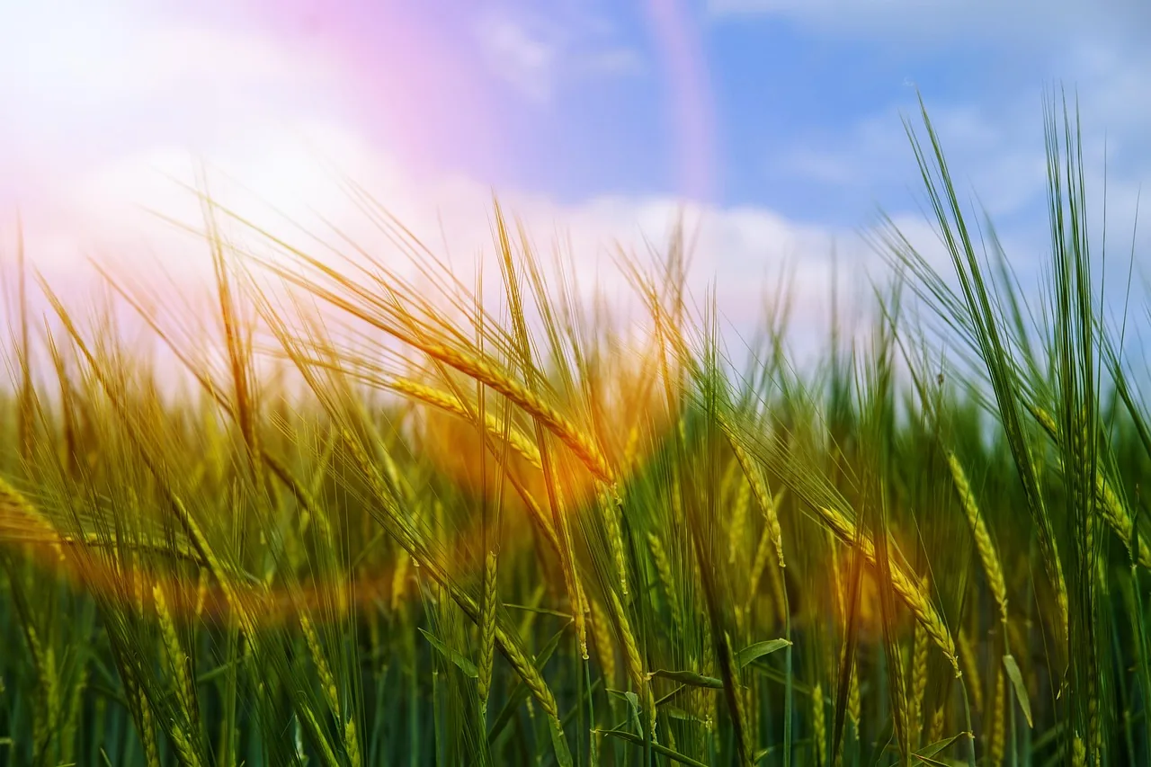 Gerstenähren wiegen sich im Wind