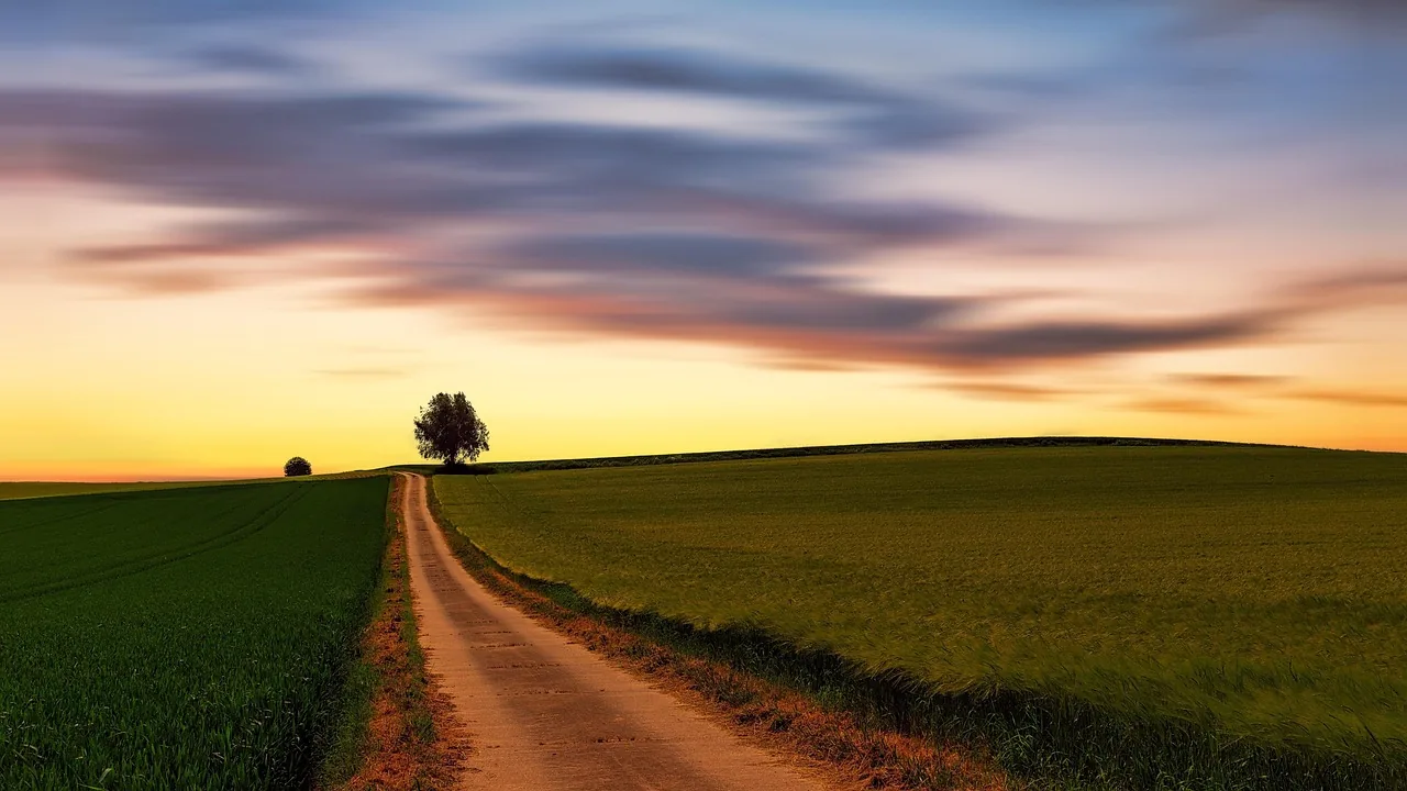 Feldweg zu einem einzelnen Baum im Abendlicht